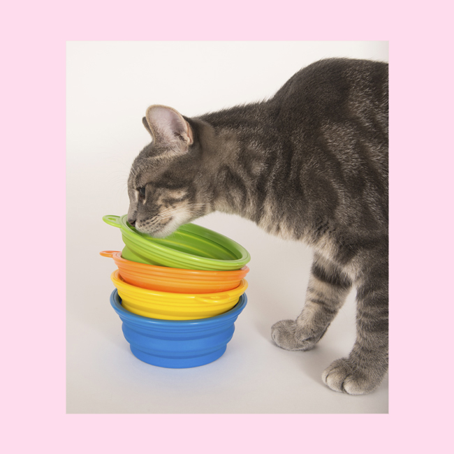 Cat with the Collapsible Pet Bowls