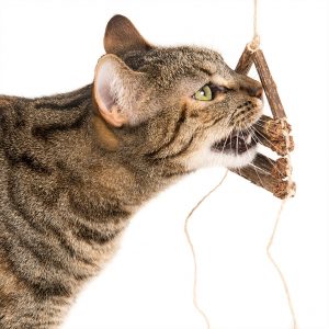 Cat Playing with Natural DIY Cat Toy Ladder Type