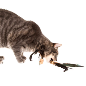 Cat playing with the DIY Natural Feather Arab Spring Cat toy
