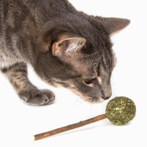 Catnip Fitness Lolly with Cat