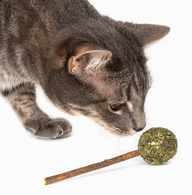 Catnip Fitness Lolly with Cat