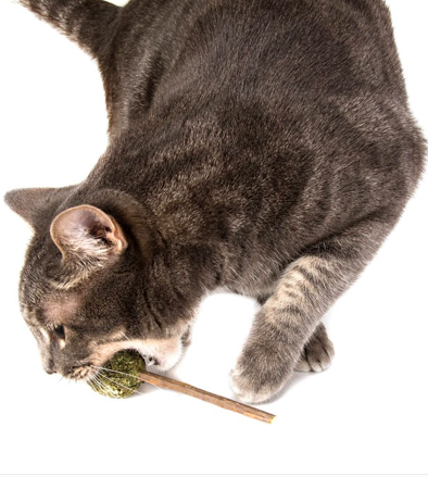 the Cat loves the Catnip Fitness Lolly!