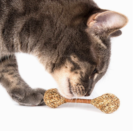 Cat Trying Catnip Buds Dental Cat Treats