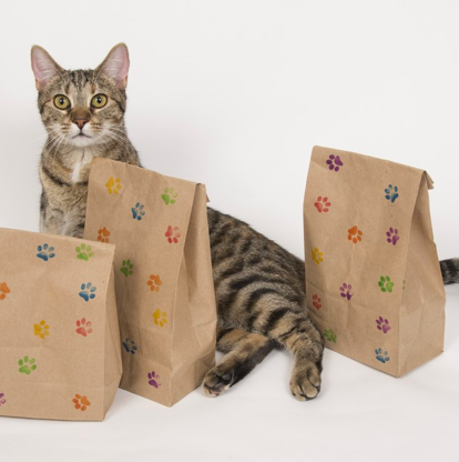 Cat with Cat grab Bags