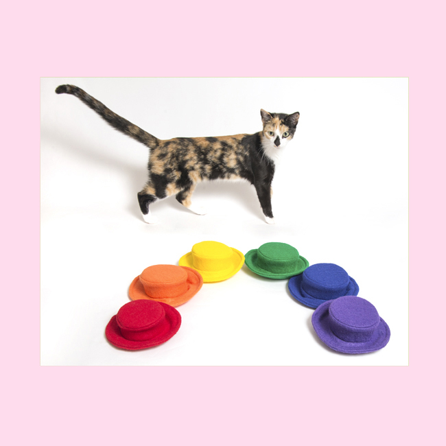 Cat with all colors hats