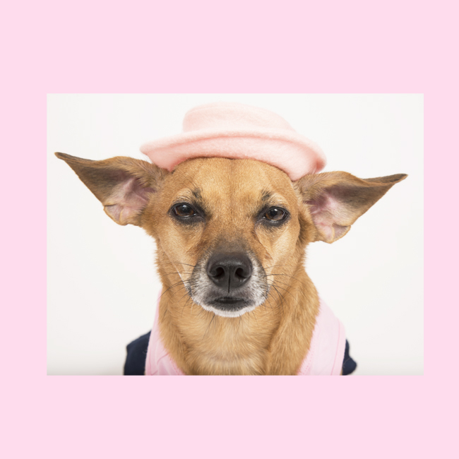Doggy with a Pink Hat!