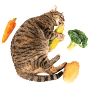 Catnip Jumbo Vegetable Cuddle Toys for Cats