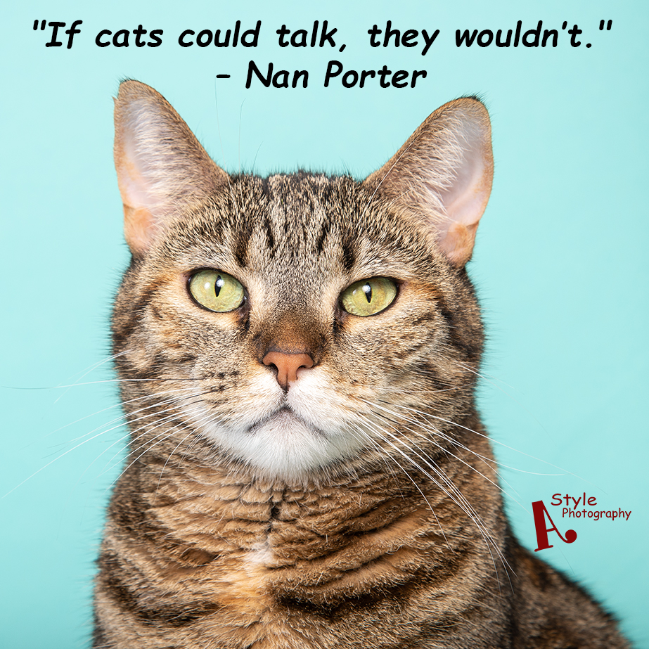 25 Famous Cat Quotes That Will Make You Smile. | Cat quotes, Cat quotes  funny, Cats