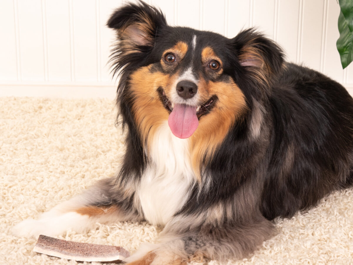 dog bone cake recipe