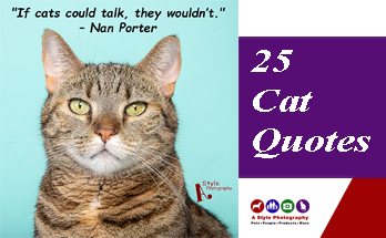 25 Cat Quotes - A Style Photography: Pet, Product and Portrait Photographer