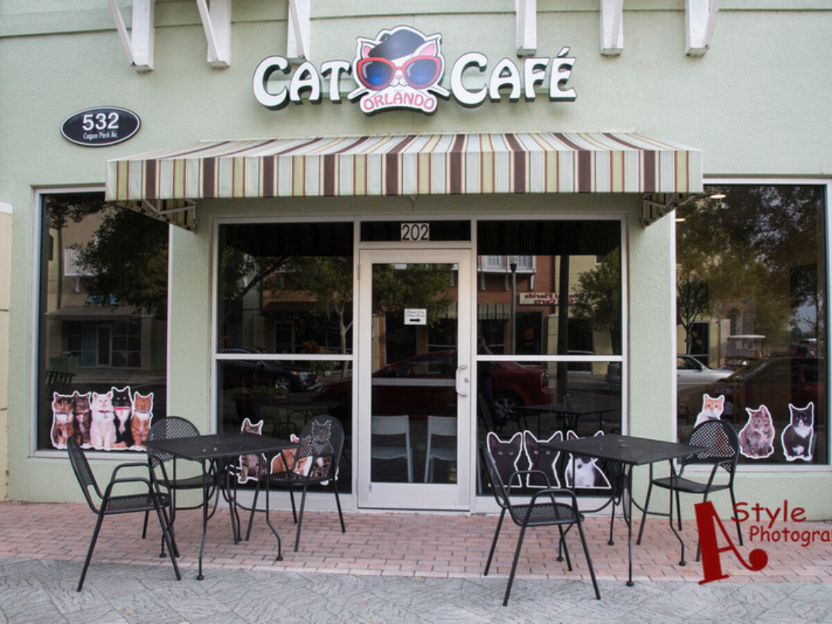 Orlando Cat Cafe A Style Photography Pet Product And Portrait Photographer